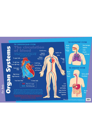 Major Organs Wall Chart