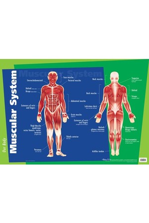 Muscular System Wall Chart
