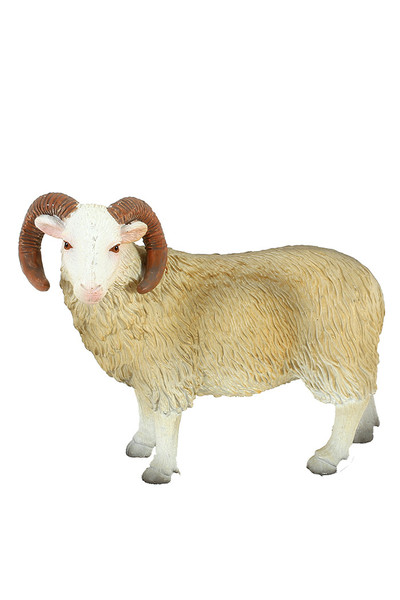 Sheep - Ram (Medium)