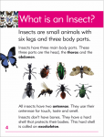 Go Facts Animals - Insects - Sample Page