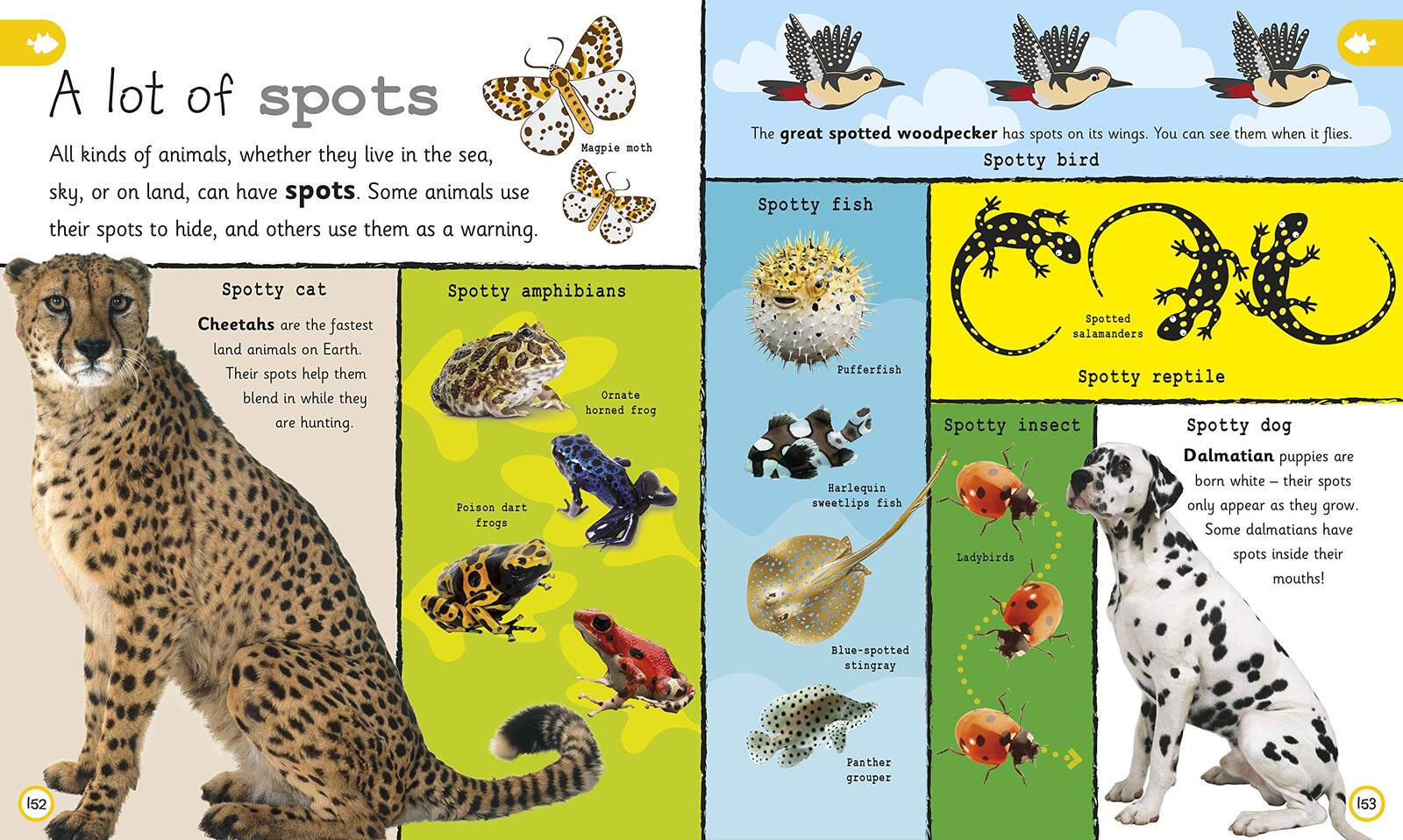 My Encyclopedia of Very Important Animals - Dorling Kindersley Educational  Resources and Supplies - Teacher Superstore
