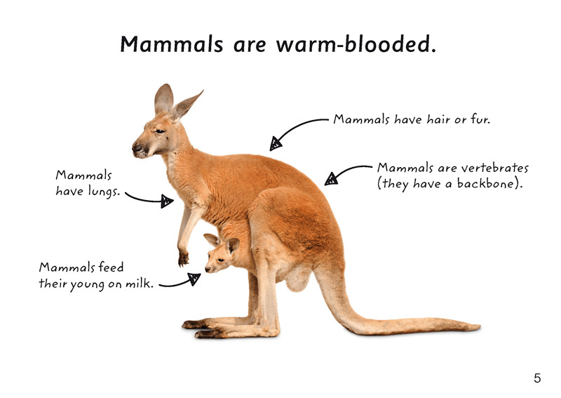 First Facts: Kangaroos - Blake Education Educational Resources and