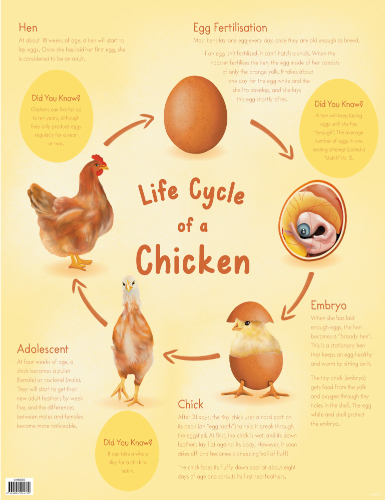 Life Cycle Of A Chicken Chart Australian Teaching Aids Educational Resources And Supplies