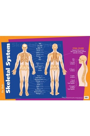 Skeletal System Wall Chart