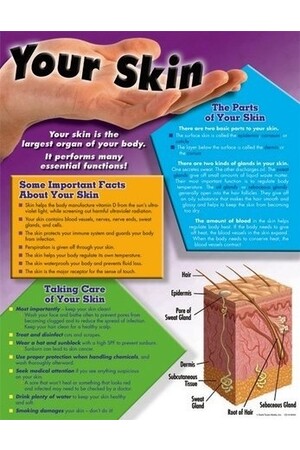 Your Skin Chart
