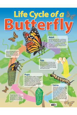 Life Cycle Of A Butterfly Chart (Previous Design)