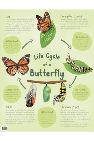 Life Cycle Of A Butterfly Chart