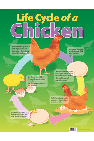 Life Cycle Of A Chicken Chart (Previous Design)