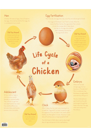 Life Cycle of a Chicken Chart