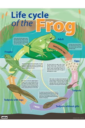 Life Cycle Of The Frog Chart (Previous Design)