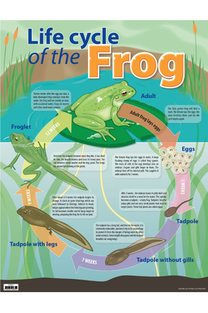 Life Cycle Of The Frog Chart (Previous Design)