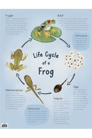 Life Cycle of a Frog -  Educational Chart