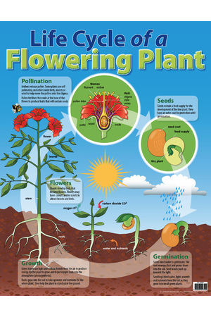 Life Cycle Of A Flowering Plant Chart (Previous Design)