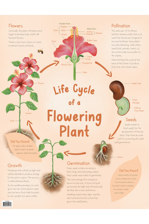 Life Cycle of a Flowering Plant Chart