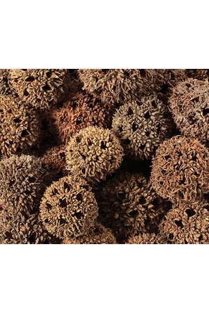 Spikey Pods (250g)