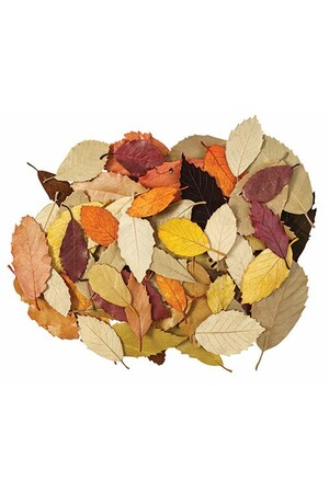 Natural Leaves - Pack of 90