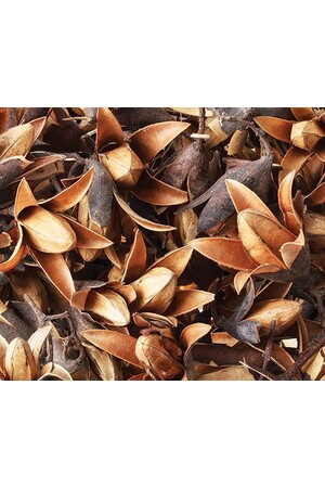 Dried Seedless - Flower Pods (50g)