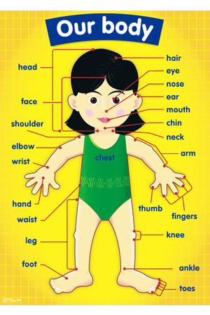 Early Years Theme - Science Posters