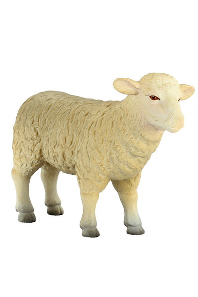 Sheep - Ewe (Medium)