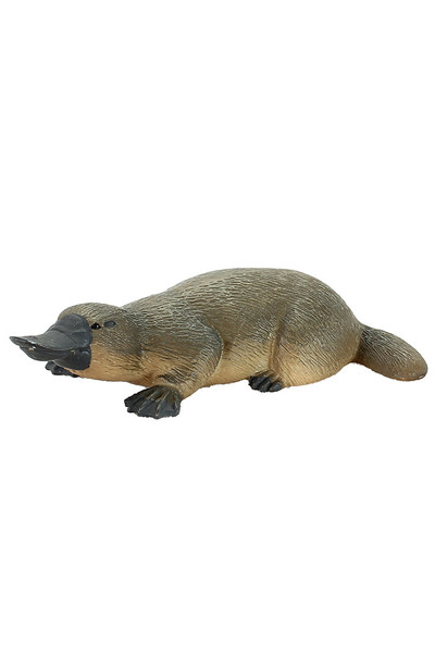 Platypus (Small)