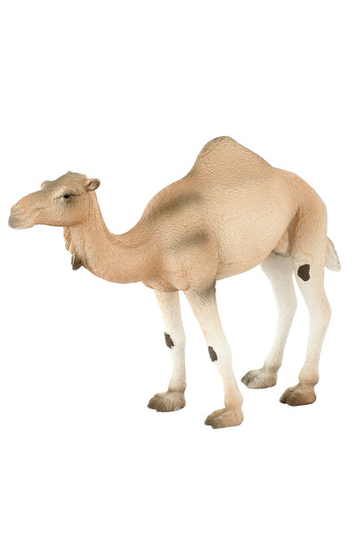 Camel (Extra Large)