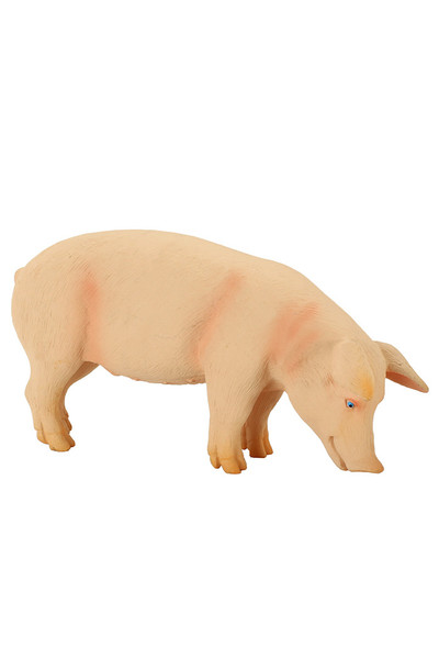 Pig - Boar  (Medium)