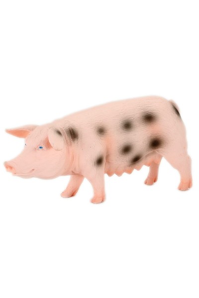 Black Spotted Pig - Sow (Medium)