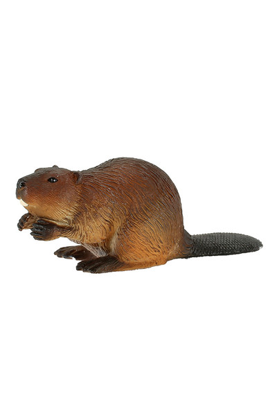 Beaver (Small)
