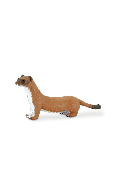 Stoat (Small)