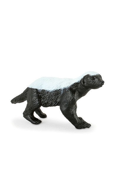 Honey Badger - Male (Small)