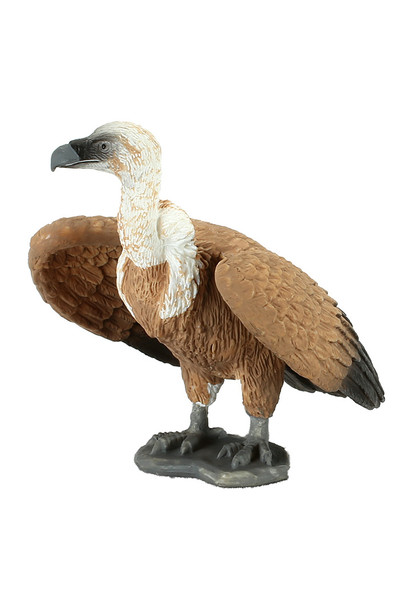 Griffon Vulture (Large)