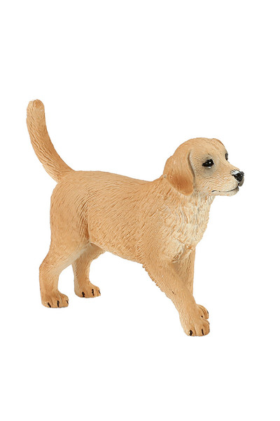Golden Retriever - Puppy (Small)