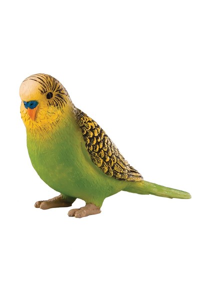 Budgerigar Green