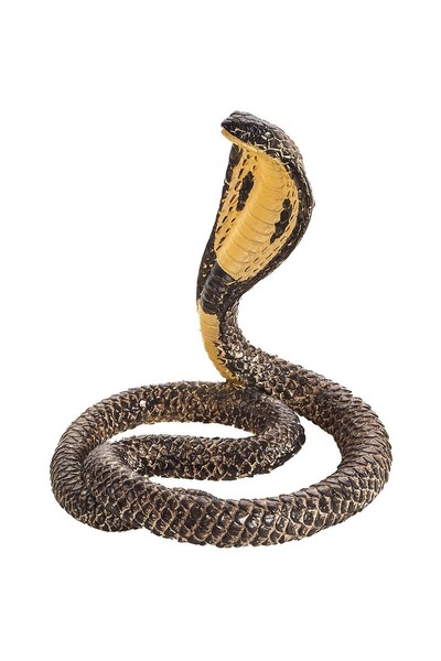 King Cobra (Medium)