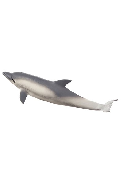 Common Dolphin (Large)