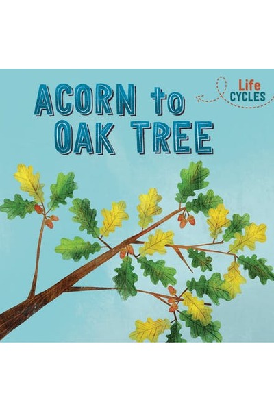 Life Cycles: Acorn to Oak Tree