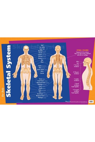 Skeletal System Wall Chart