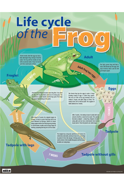 Life Cycle Of The Frog Chart (Previous Design)