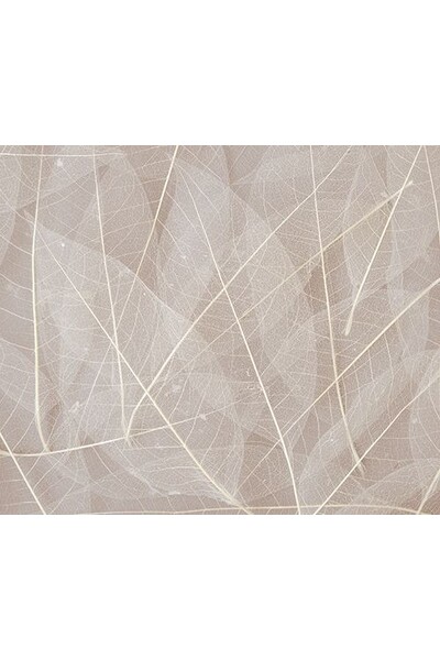 Natural Skeleton Leaves (Pack of 100)