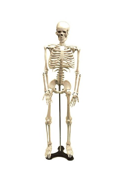Human Skeleton Life Size with Stand 