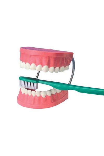 Giant Dental Tooth Model Set
