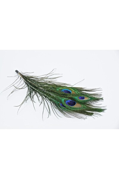 Feathers - Peacock Eye: Natural (Pack of 5)