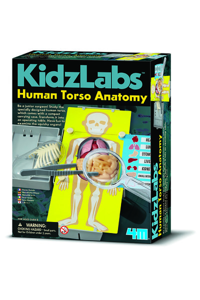 KidzLabs - Human Torso Anatomy