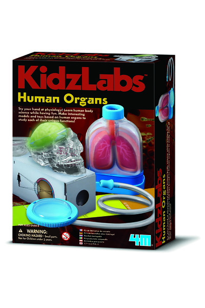 KidzLabs - Human Organs