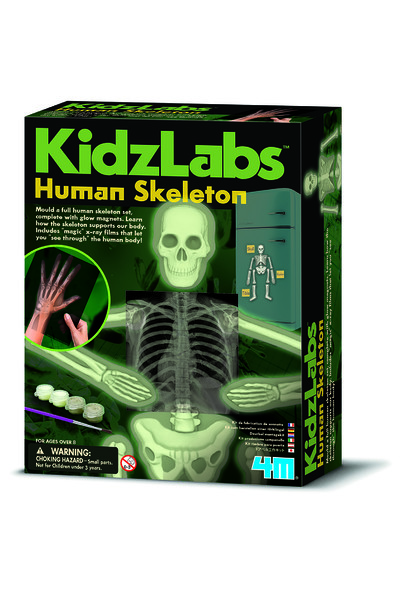 KidzLabs - Human Skeleton