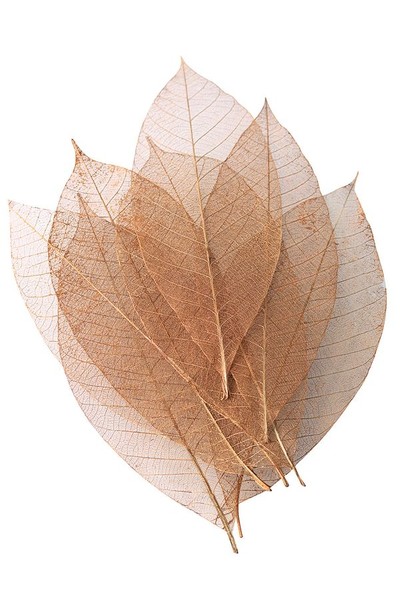 Skeleton Leaves - Gold (Pack of 50)