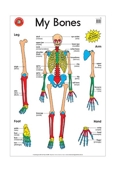 My Bones Poster