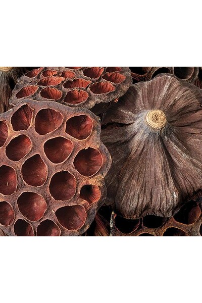 Large Lotus Pods - Pack of 10