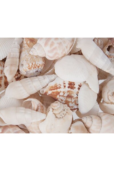 Sea Shells - 700g