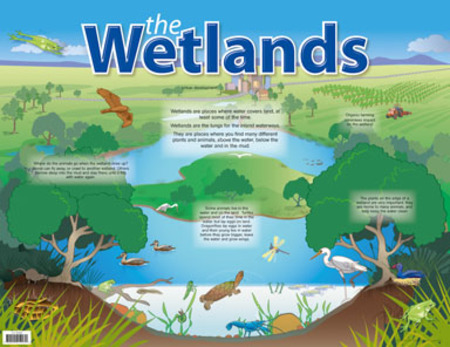 The Wetlands